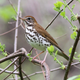 The wood thrush, a bird with an iconic song whose population has declined by 60 percent since the 1960s